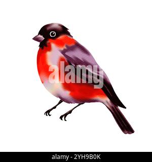 Rote und schwarze Wintervogel-Bullfinke. Digitales Aquarell isolierte Illustration auf weißem Hintergrund Stockfoto