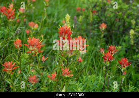 Red Paintbrush wächst in Meadow im Mount Rainier National Park Stockfoto