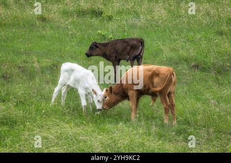 Ein Longhorn-Kälber spielt auf ihrer Wiese Stockfoto