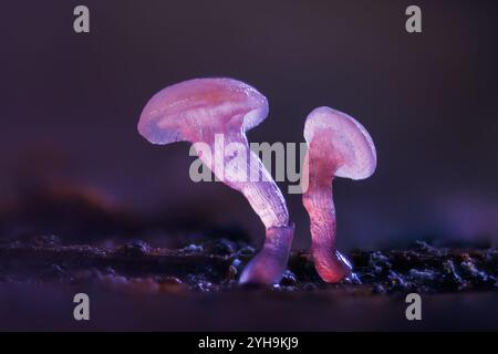 Zarte Pilze, die wunderschön im bezaubernden und geheimnisvollen Dunkel des Waldes leuchten. Ascocoryne. Stockfoto