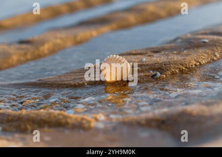 Muscheln liegen auf nassem Sand und sanftem Wasser in der Nähe. Stockfoto