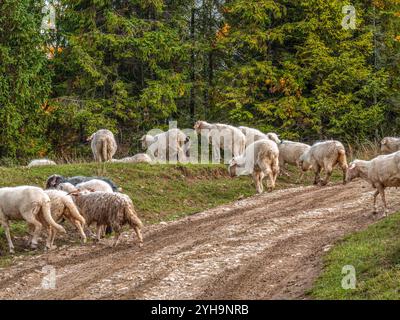 Eine ruhige Szene, in der Schafe gemütlich auf einem unbefestigten Pfad in einem üppigen Wald grasen. Die ruhige Umgebung fängt das Wesen des ländlichen Lebens und der Natur ein Stockfoto