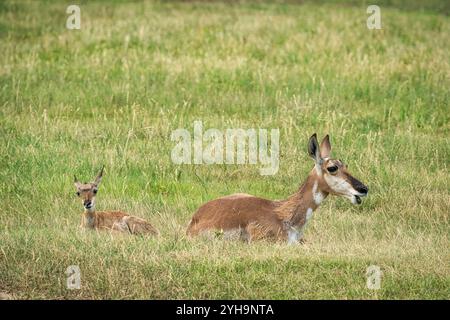 Kreuzhornantilope und Baby, das auf einer Wiese ruht Stockfoto