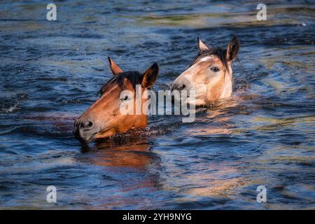 Salt River Wildpferde in der Sonora-Wüste bei Phoenix, Arizona Stockfoto