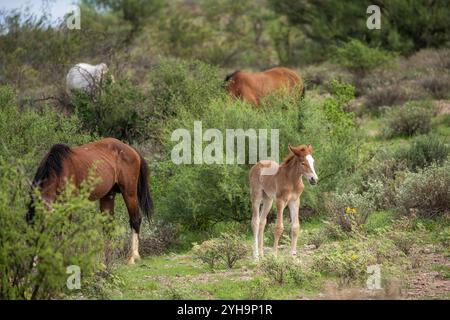 Salt River Wildpferde in der Sonora-Wüste bei Phoenix, Arizona Stockfoto