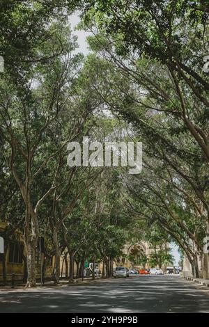 Floriana, Malta - Eine von Bäumen gesäumte Straße mit Sonnenlicht, das durch die Blätter strömt und eine friedliche und ruhige urbane Atmosphäre vermittelt. Stockfoto