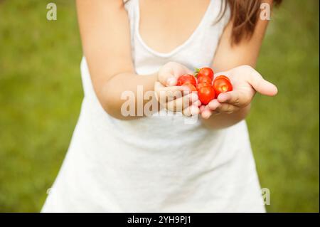 Nahaufnahme der Hände eines Kindes, die frisch gepflückte Kirschtomaten vor einem grünen Hintergrund halten, was gesundes Essen und Gartenarbeit symbolisiert. Stockfoto