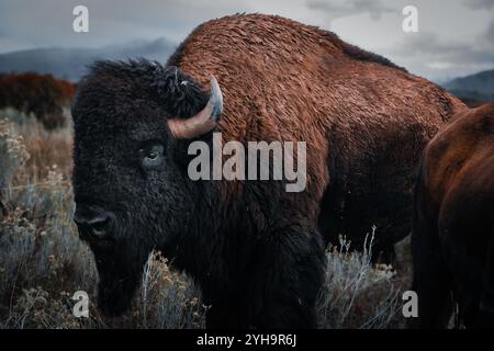Der riesige männliche Bison steht mitten in der Herde, als sich ein Sturm nähert. Stockfoto