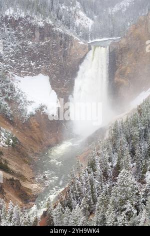 Ein Schneesturm im späten Frühjahr wirft Neuschnee an den Lower Falls im Grand Canyon des Yellowstone River im Yellowstone National Park, Wyoming. Stockfoto