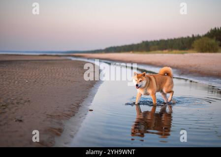 Der rote shiba inu-Hund läuft während des Sonnenuntergangs am Ostseestrand Stockfoto