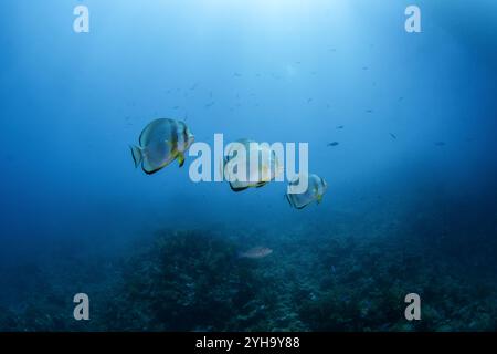 Orbikuläre Fledermausfische schwimmen im Flachmeer Ägyptens. Platax orbicularis beim Tauchgang im Roten Meer. Das Korallenriff bietet reichlich Meereslebewesen. Stockfoto