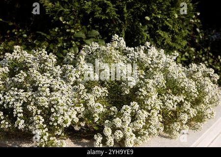 Ein Rasen mit Gras und weißen Ayssum-Blüten schmückt die städtische Landschaft.“ Stockfoto