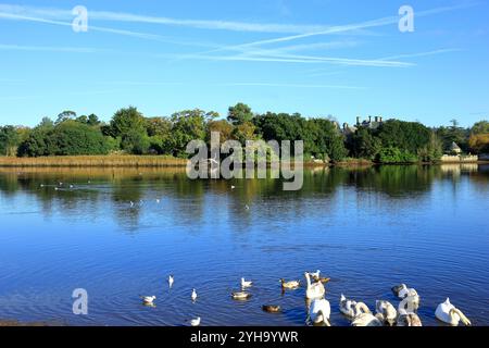 Enten und Schwäne schwimmen im Mill Pond bei Beaulieu im New Forest Stockfoto
