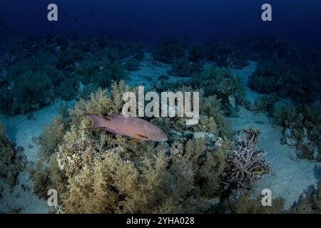 Gelber Rand am Boden in Ägypten. Variola louti während des Tauchgangs im Roten Meer. Das Korallenriff bietet reichlich Meereslebewesen. Stockfoto