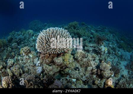 Maskenpuffer schwimmt um die Korallen in Ägypten. Arothron diadematus beim Tauchgang im Roten Meer. Das Korallenriff bietet reichlich Meereslebewesen. Kleiner Puffer Stockfoto