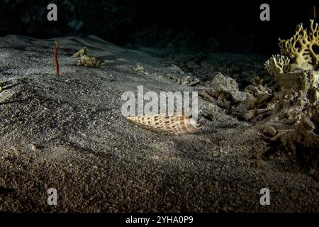 Der Conus arenatus rutscht auf dem Meeresgrund in Ägypten. Sandstaub beim Nachttauchgang im Roten Meer. Das Korallenriff bietet reichlich Meereslebewesen. Gift Stockfoto