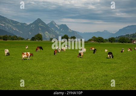 Kuh auf einer Sommerweide. Rinderherde auf der Weide in den Alpen. Holstein Kühe, Jersey, Angus, Hereford, Charolais, Limousin, Simmental, Guernsey, Ayrshire Stockfoto