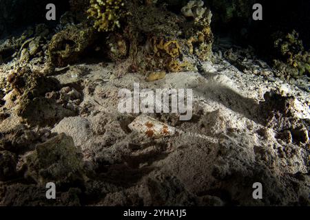 Der Conus arenatus rutscht auf dem Meeresgrund in Ägypten. Sandstaub beim Nachttauchgang im Roten Meer. Das Korallenriff bietet reichlich Meereslebewesen. Gift Stockfoto