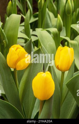 Nahaufnahme der Gruppe[ der Tulipa Novi Sun. Eine blühende, hellgelbe Tulpe, die zur Darwin Hybrid Division 4 Gruppe von Tulpen gehört Stockfoto