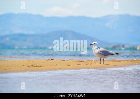 Die Möwe ruht an einem sonnigen Tag an einem Sandstrand. Audouins Möwe ruht am Strand von Trabucador, Ebro Delta. Stockfoto