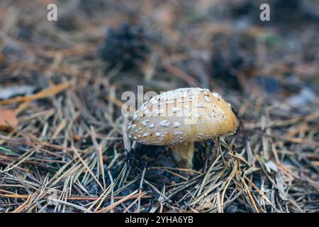Amanita Pantherina, auch bekannt als Panther Cap, False Blusher und Panther Amanita: Heilung und Heilpilz im Wald. Kann für Mikrodosierung, spirituelle Praktiken und schamanische Rituale verwendet werden Stockfoto