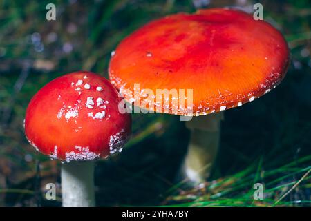 Zwei Amanita Muscaria, bekannt als die Fliege Amanita oder Fly Amanita: Heilender und medizinischer Pilz mit der roten Kappe, die im Wald wächst. Kann für Mikrodosierung, spirituelle Praktiken und schamanische Rituale verwendet werden Stockfoto