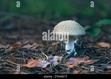 Amanita Pantherina, auch bekannt als Panther Cap, False Blusher und Panther Amanita: Heilung und Heilpilz im Wald. Kann für Mikrodosierung, spirituelle Praktiken und schamanische Rituale verwendet werden Stockfoto