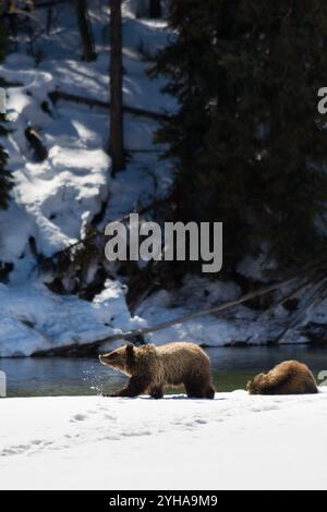 Zwei der drei 2008 Jungen von Grizzly Bear 399, die durch den Schnee entlang des Snake River spazieren. Grand Teton National Park, Wyoming Stockfoto