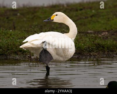 Bewick Schwan bei Slimbridge WWT in Gloucestershire, ein regelmäßiger Winterbesucher aus Sibirien. [ cygnus columbianus bewickii ] Stockfoto