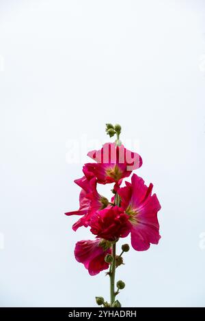 Dunkelrote Alcea Rosea- oder Hollyhock-Blüten auf weißem Hintergrund im Sommer, Nahaufnahme Stockfoto