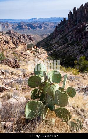 Ein Kaktuskaktus wächst entlang des Peralta Trail mit Blick auf die felsigen Hügel und Berge der Superstition Mountains. Aberglaube Wilder Stockfoto