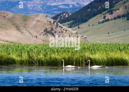 Ein Paar Trompeterschwäne schwimmen mit ihren Zygneten im Flat Creek. National Elk Refuge, Wyoming Stockfoto