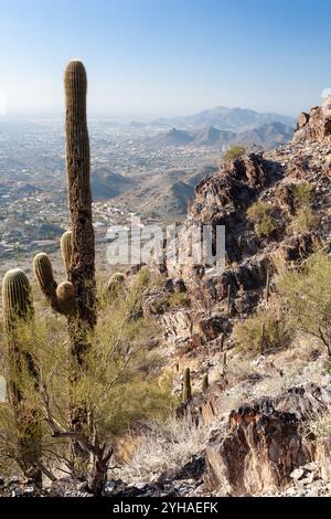 Ein alter Saguaro-Kaktus, der sich hoch über der Stadt Phoenix entlang des Piestawa Peak Trail erhebt. Phoenix Mountains Preserve, Arizona Stockfoto