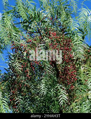 Rote Beeren auf einem Baum in der San Francisco Bay Area, Kalifornien Stockfoto