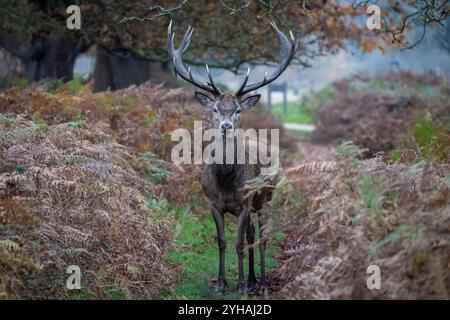 London, Großbritannien. November 2024. Ein männlicher Rotwild wird am 10. November 2024 im Richmond Park in London gesehen. Der Richmond Park mit einer Fläche von 2.500 Hektar ist ein National Nature Reserve und beherbergt mehrere hundert Rotwild und Damhirsche. Quelle: Stephen Chung/Xinhua/Alamy Live News Stockfoto