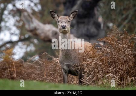 London, Großbritannien. November 2024. Ein weibliches Rotwild wird am 10. November 2024 im Richmond Park in London, Großbritannien, abgebildet. Der Richmond Park mit einer Fläche von 2.500 Hektar ist ein National Nature Reserve und beherbergt mehrere hundert Rotwild und Damhirsche. Quelle: Stephen Chung/Xinhua/Alamy Live News Stockfoto
