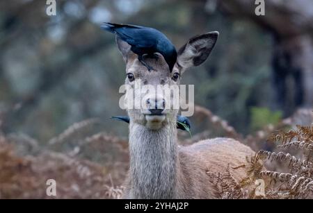 London, Großbritannien. November 2024. Krähen sitzen am 10. November 2024 auf einem weiblichen Rotwild im Richmond Park in London. Der Richmond Park mit einer Fläche von 2.500 Hektar ist ein National Nature Reserve und beherbergt mehrere hundert Rotwild und Damhirsche. Quelle: Stephen Chung/Xinhua/Alamy Live News Stockfoto
