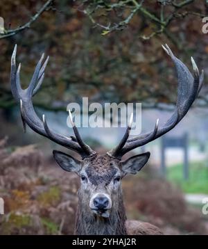 London, Großbritannien. November 2024. Ein männlicher Rotwild wird am 10. November 2024 im Richmond Park in London gesehen. Der Richmond Park mit einer Fläche von 2.500 Hektar ist ein National Nature Reserve und beherbergt mehrere hundert Rotwild und Damhirsche. Quelle: Stephen Chung/Xinhua/Alamy Live News Stockfoto