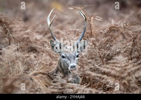 London, Großbritannien. November 2024. Ein männlicher Rotwild wird am 10. November 2024 im Richmond Park in London gesehen. Der Richmond Park mit einer Fläche von 2.500 Hektar ist ein National Nature Reserve und beherbergt mehrere hundert Rotwild und Damhirsche. Quelle: Stephen Chung/Xinhua/Alamy Live News Stockfoto