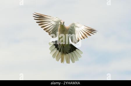 Eurasische Taube im Flug gegen bewölkten Himmel; Vorderansicht Stockfoto