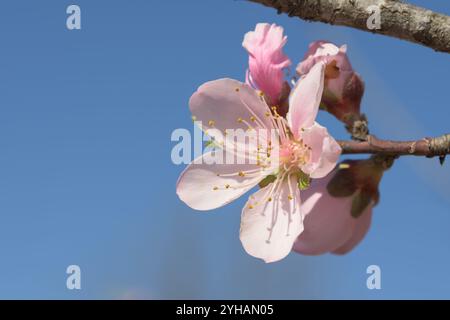 Rosa Pfirsichblüte am blauen Himmel im Frühling Stockfoto