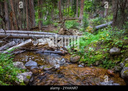 Wanderweg am Beaver Lake im Skigebiet Beaver Creek in der Nähe von Avon, Colorado, mit Wasserbach, kleiner Flussquelle im Sommer im White River National Forest Stockfoto