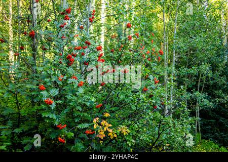 Vogelbeerenbaum mit essbaren roten Vogelbeeren, die im Herbst auf der Spitze des Berges im Beaver Creek, Colorado, aus der Nähe wachsen Stockfoto