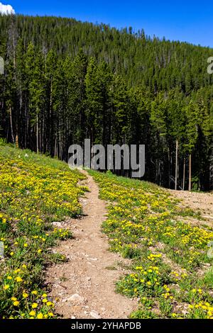 Wanderweg Royal Elk to Beaver Lake in Beaver Creek, Avon, Colorado, Wanderweg im Sommer zu Fichtenwäldern mit Wildblumen Stockfoto