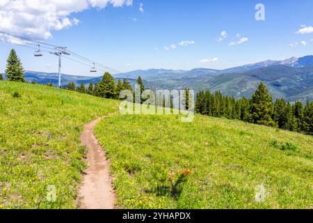 Pinsel Wildblumen Pflanzen in Colorado am Top of Vail Tour Ridge Route Wanderweg im Sommer oder späten Frühling und Skilift über die Piste Stockfoto