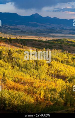 Herbstfarben schmücken Aspen am Shadow Mountain. Bridger-Teton National Forest, Wyoming Stockfoto