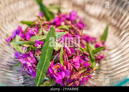 Trockene Weidenweidenkraut feuerweed lila Blüten für Teepflanze namens Ivan Chai in Russland mit Makronahmeansicht in der Schüssel Stockfoto