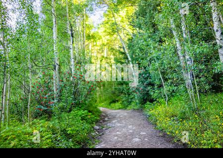 Wanderweg mit niemandem auf dem Wanderweg Beaver Lake in Beaver Creek, Avon, Colorado im Sommer mit Aspenbäumen und roten Beeren Stockfoto