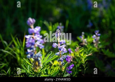 Lupine Wildblume Wildblume, Sonnenschein über blau lila farbenfrohe Wildpflanze im Aspenhain Wald in Vail, Colorado isoliert auf dunklem schwarzem Hintergrund Stockfoto