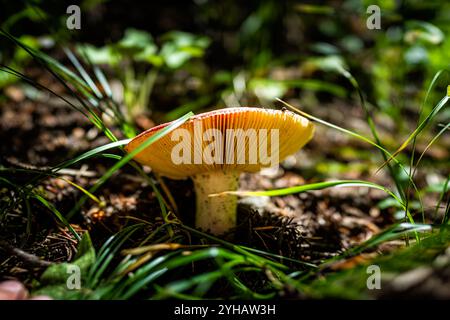Makronaht eines Pilzes, der im Boden in Colorado im National Forest Park wächst Stockfoto